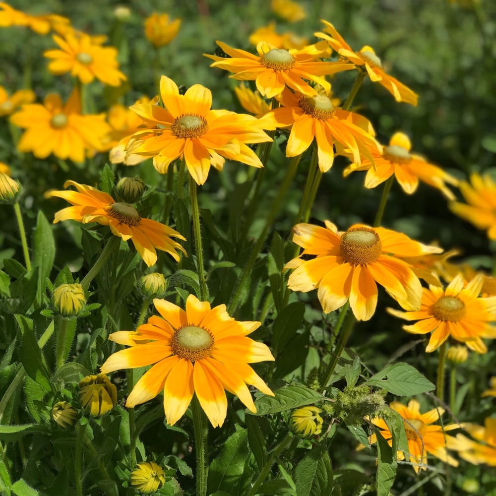 Meet your Posher, Tawnie